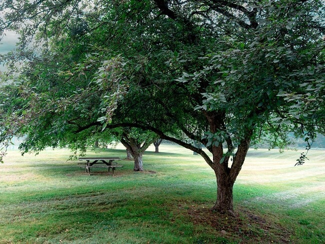 Shaded Picnic Area