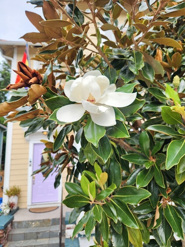 Photo - 2706 Soniat St (New Orleans, LA)