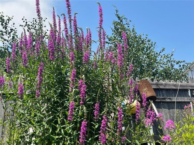 Building Photo - 558 Connecticut Ave Unit 4