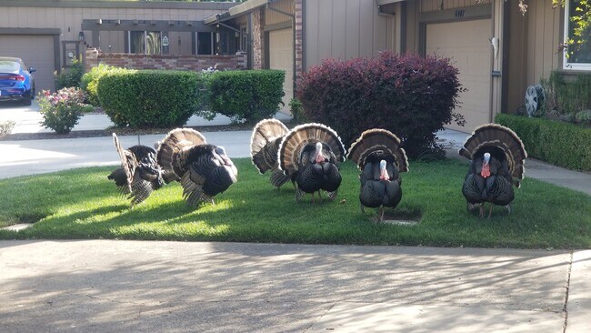 Photo - 6415 Ebano Ct