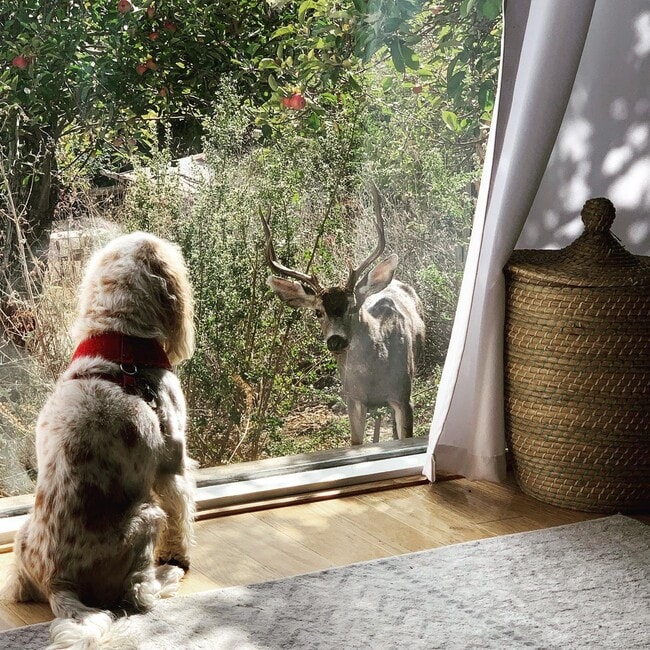 Curious local (real pic) - 3333 Fern Flat Rd Unit Casita