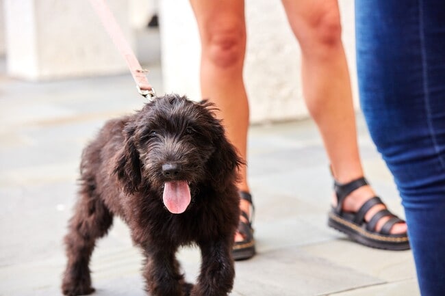 Pet-friendly community with fenced-in Dog Trot and outdoor pet wash - The Henslow Daniel Island Apartments & Townhomes