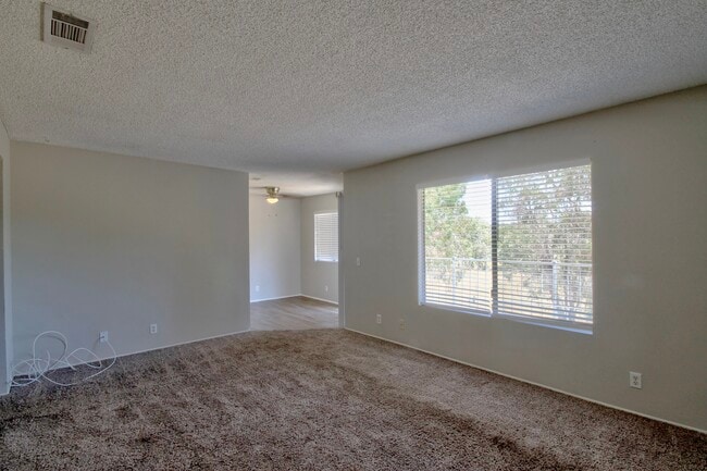 Photo - Princess Palms