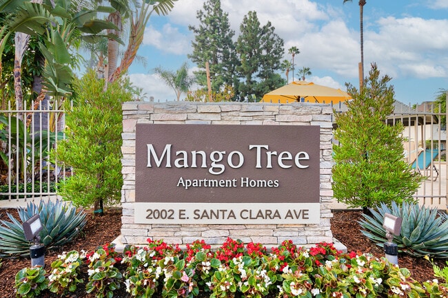 Mango Tree
