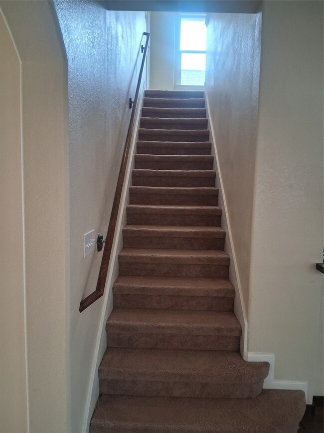 Photo - 13610 Spectacled Bear