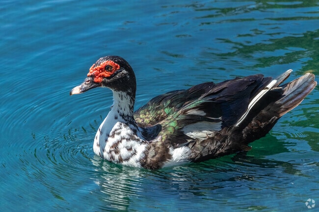 Duck in the Lake at Lakeview Apartments