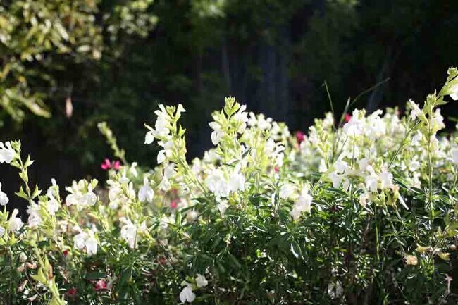 Photo - Montmartre Apartments
