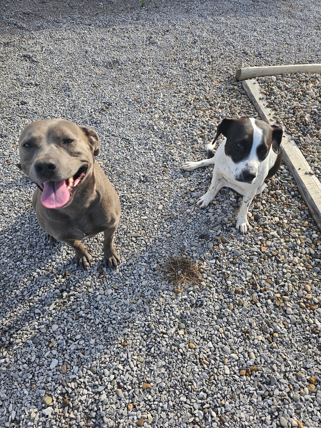 Pet friendly - 127 E Park Ave Unit A