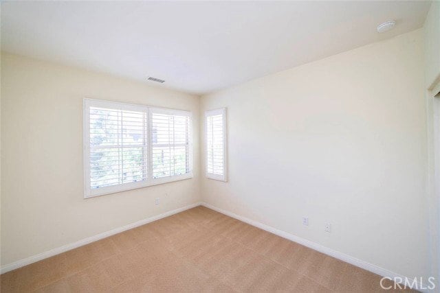 Photo - 33 Bromeliad