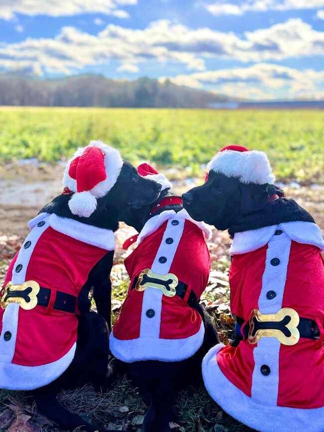 Building Photo - Good news! Making Santa's good list means free application fees until Friday! Unit 3683-G