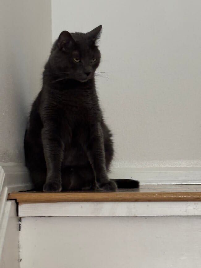 Azzy! - 1515 Harrison Ave