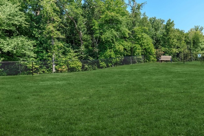 Dog Park