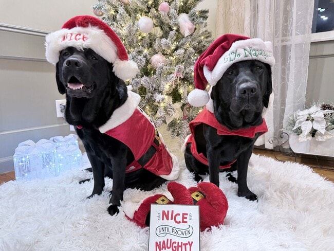 Photo - Good news! Making Santa's good list means free application fees until Friday! Unidad 3683-G