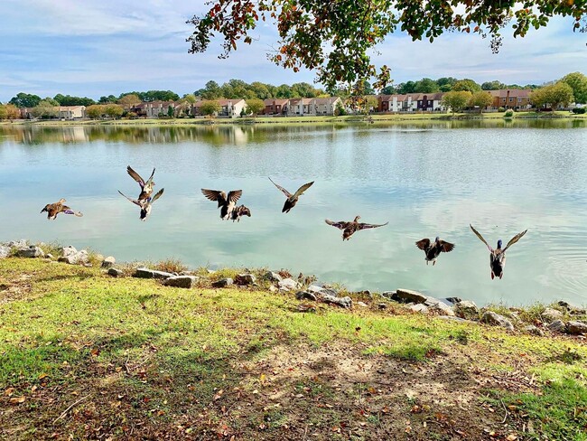 Photo - READY NOW!! Completely Updated 3-Bedroom Townhome in Kempsville Lake! Fenced Backyard - Pet Frien...