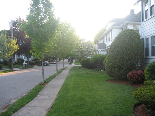 Tree-lined Street