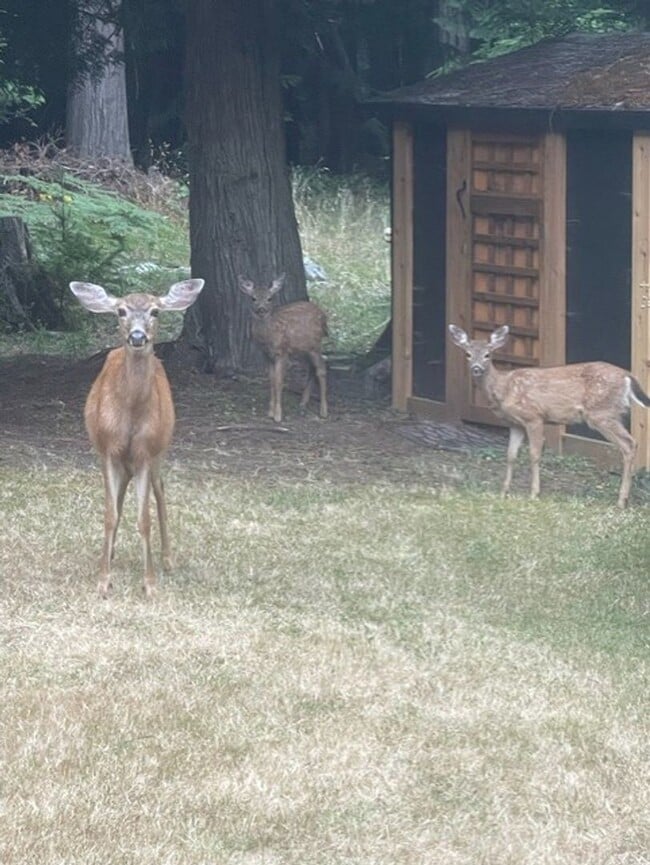 Photo - ** FIRST MONTH FREE**Lovely Home on 5 Acre...