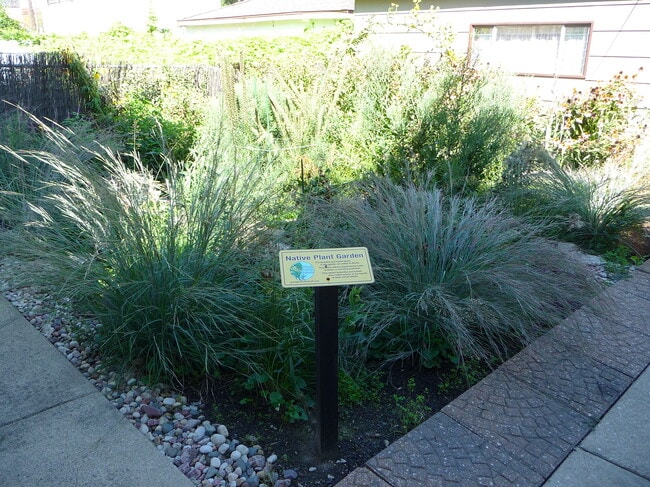 Native Plant Garden/Yard
