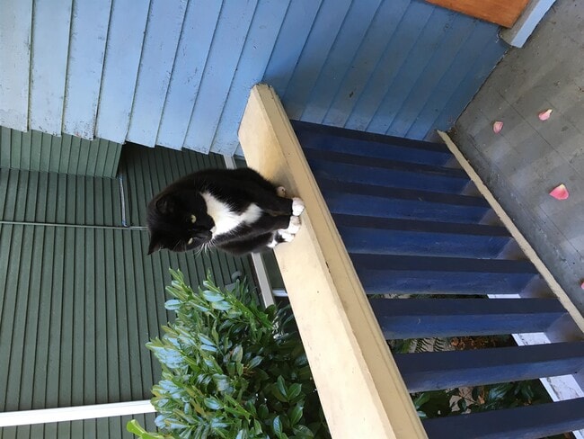 Photo - 1517 Comox St Unit 5