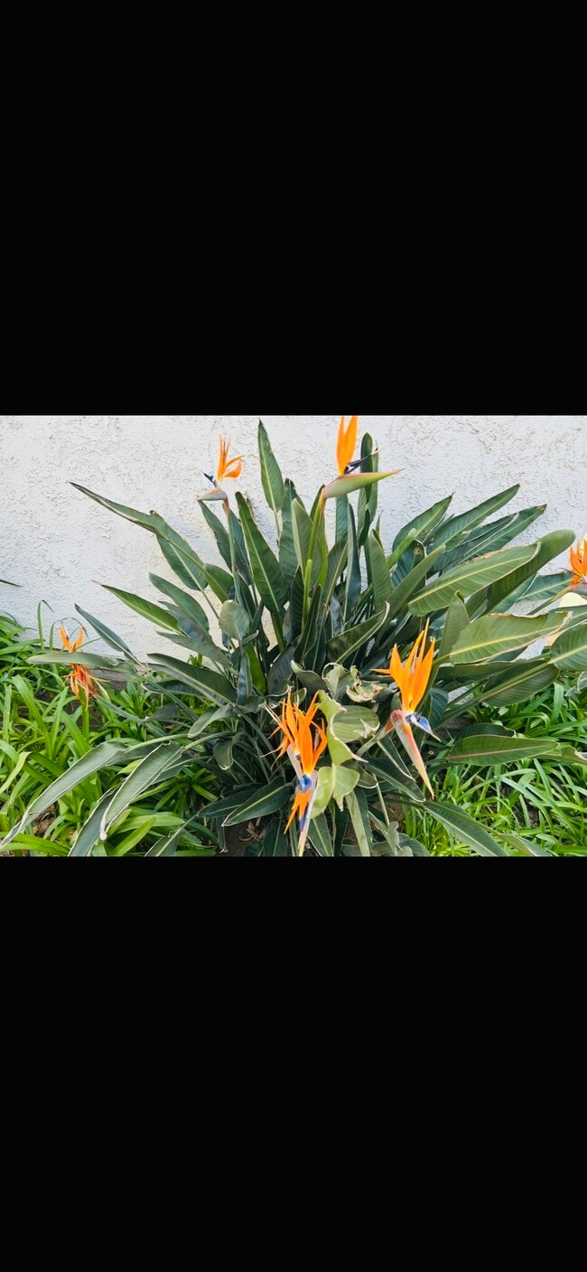 Lots of greenery - 21800 Schoenborn St Unit 2177