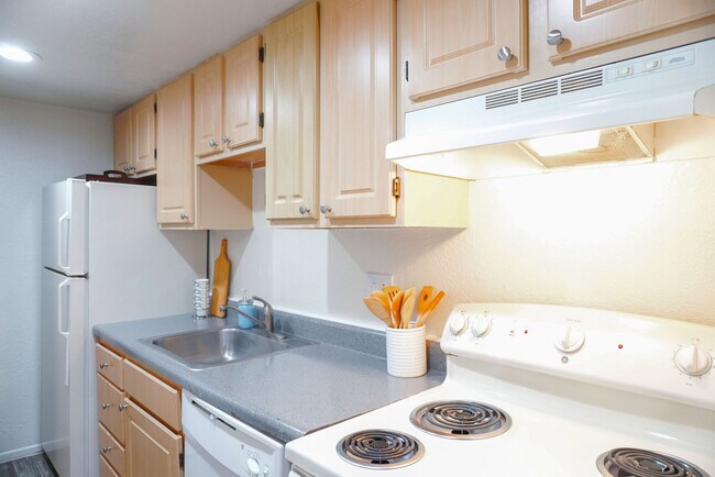 Photo - Coconut Palms