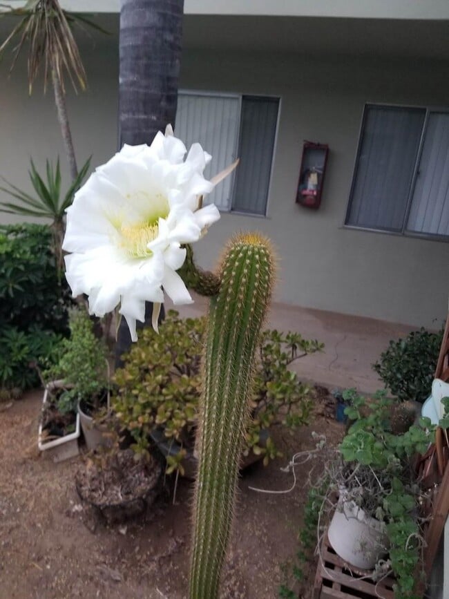 Photo - 917 E Madison Ave Unit 917 E Madison Ave