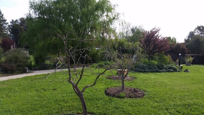 Mature Landscaping - 1085-1087 Craig Ave