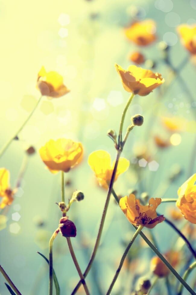 Photo - Catalina at Miramar