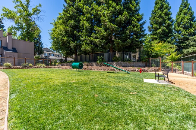 Dog Park