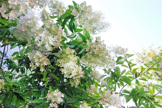 Photo - 22 Bateman Ave