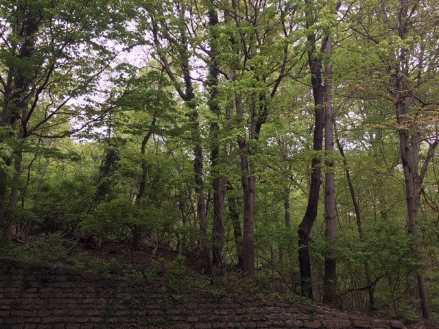 Woody Surroundings