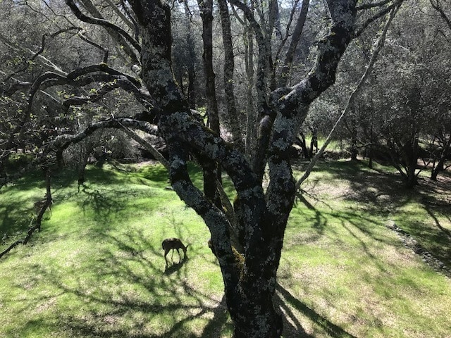 Photo - Beautiful Lake Wildwood Home with private back yard.