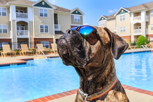 CATCH THE DAYTIME RAYS WITH YOUR FURRY FRIEND