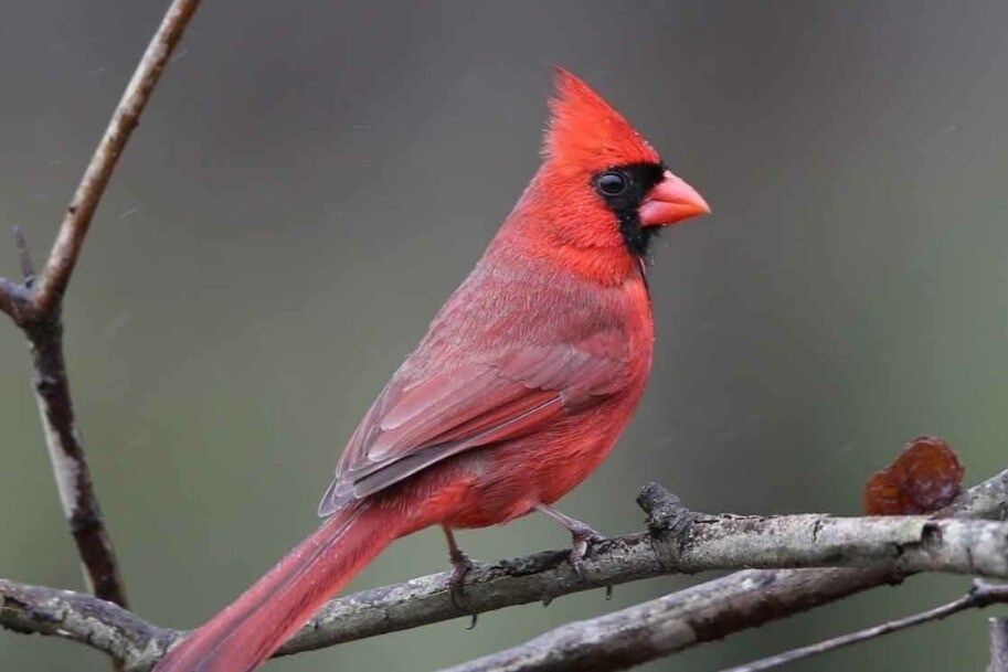 Photo - Brook Villa Apartments