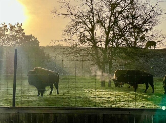 Photo - 11305 Sentinel Dr