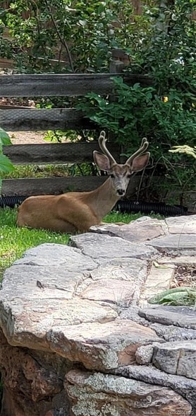 Photo - 1512 S Yank St