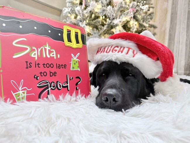 Photo - Good news! Making Santa's good list means free application fees until Friday! Unidad 3683-G