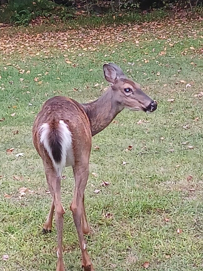 Photo - 283 Muthig Rd