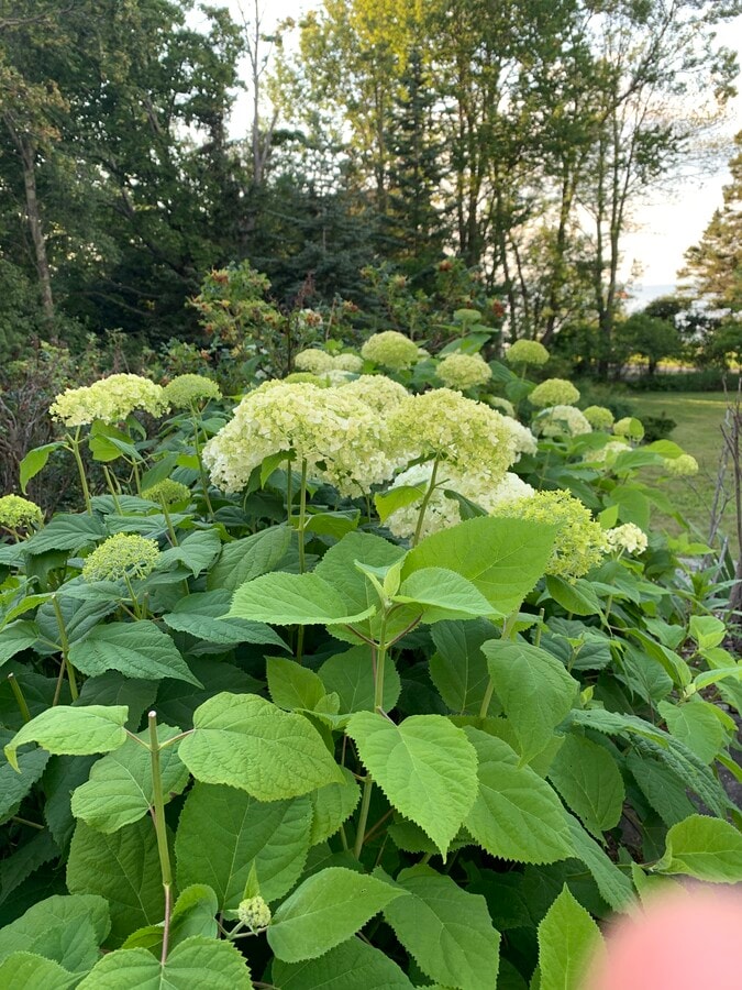 Photo - 1714 N Dorgenois St