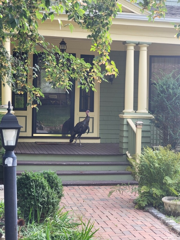 Building Photo - 9 Woodland Ave