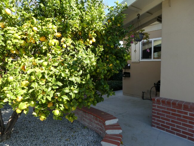 Photo - 974 Rose Ave