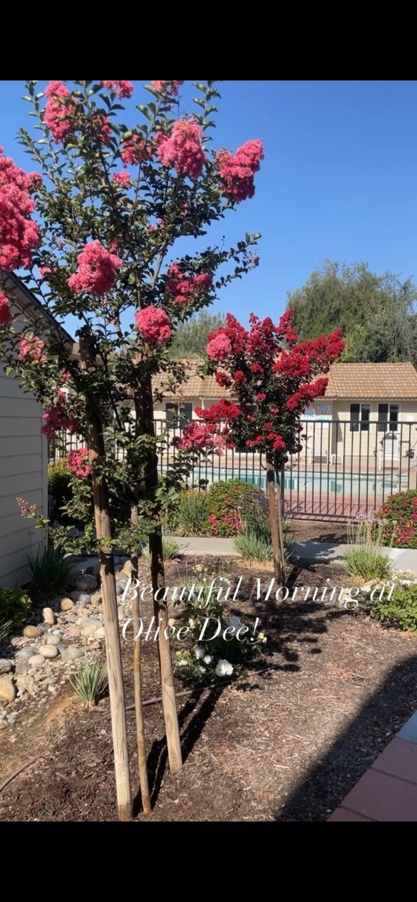 Photo - Olive-Dee Apartments