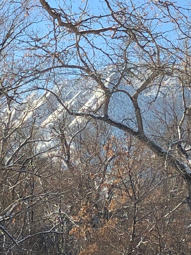 Winter view from the patio - 824 Walnut St Condo Unit 824A Walnut Street