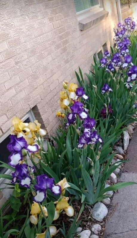 Photo - 219 W 4th Ave