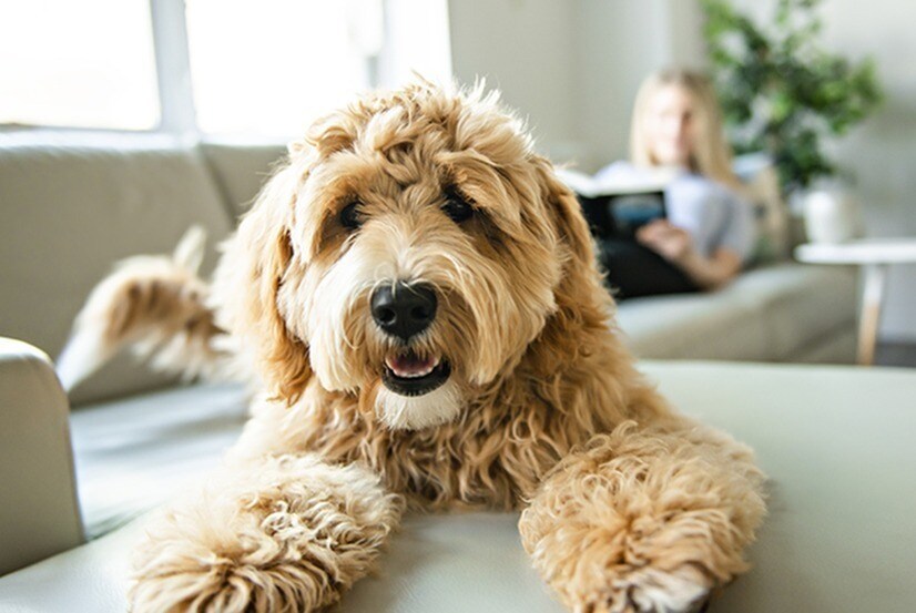 PET FRIENDLY - Park at River Oaks