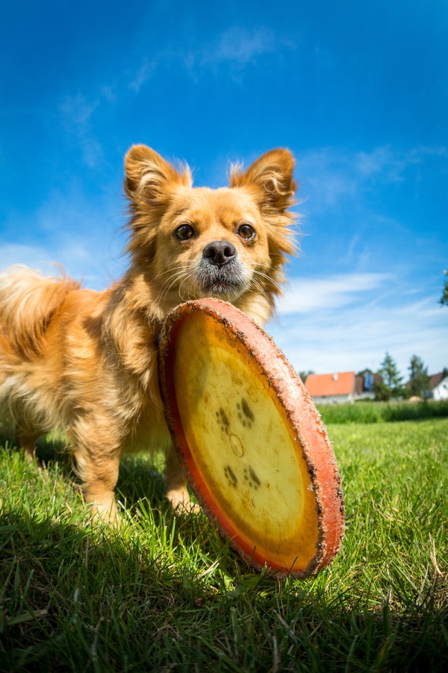 Dogs Welcome!