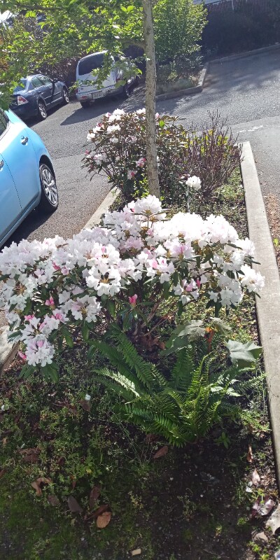 Photo - 4220 S 164th St Unidad 3A