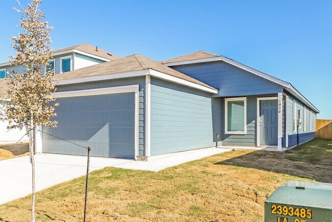 Photo - 1850 Musk Rose