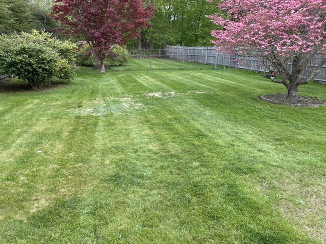 Backyard - 11 Ray Ave