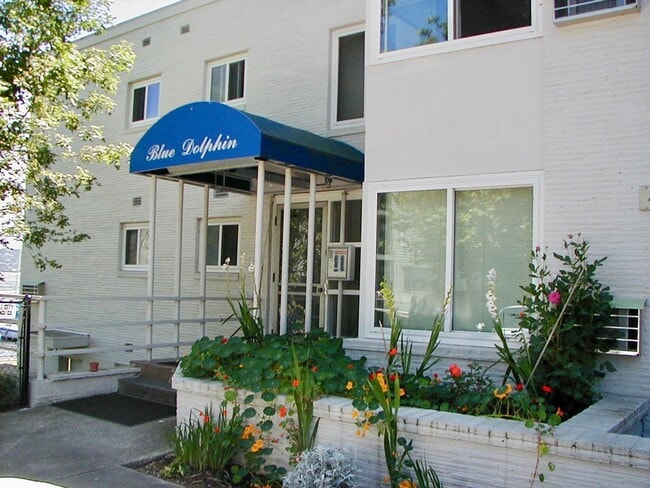 Photo - Blue Dolphin