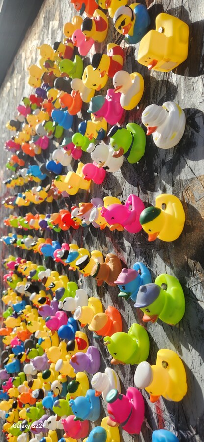 Famous Duck Wall on Divisadero side - 1101 Oak St Apartments Unit 12